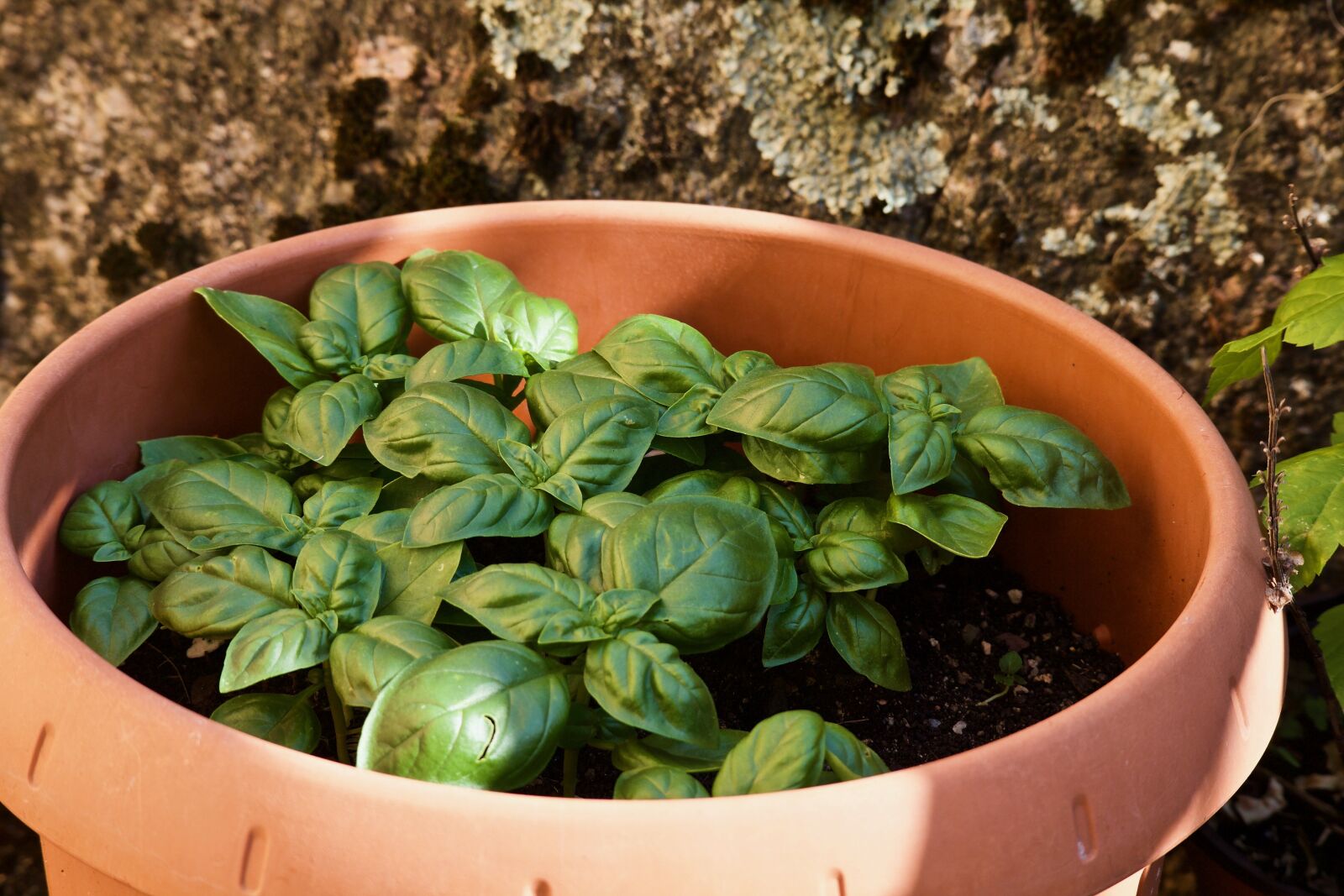 Canon EOS M sample photo. Basil, herbs, garden photography