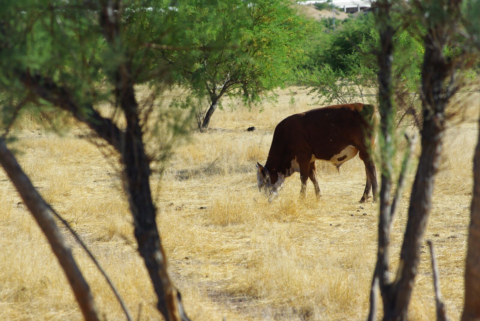 Pentax K200D sample photo. Cow, bovine, field photography