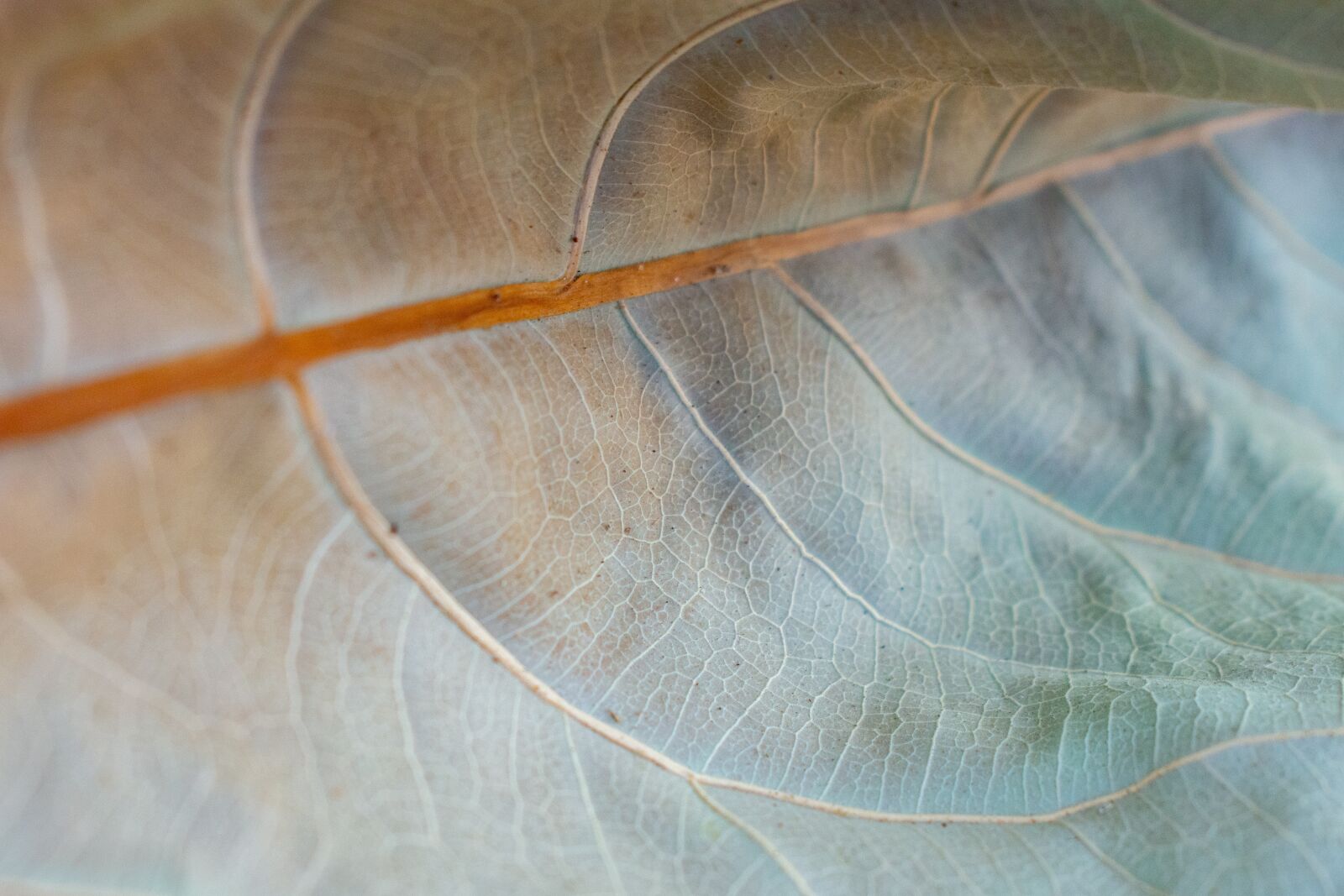 Nikon D7200 sample photo. Sheet, texture, autumn photography