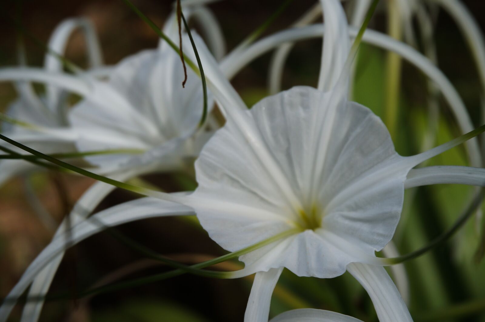 Sony Alpha NEX-3N + Sony E 16-50mm F3.5-5.6 PZ OSS sample photo. Nature, flora, flower photography