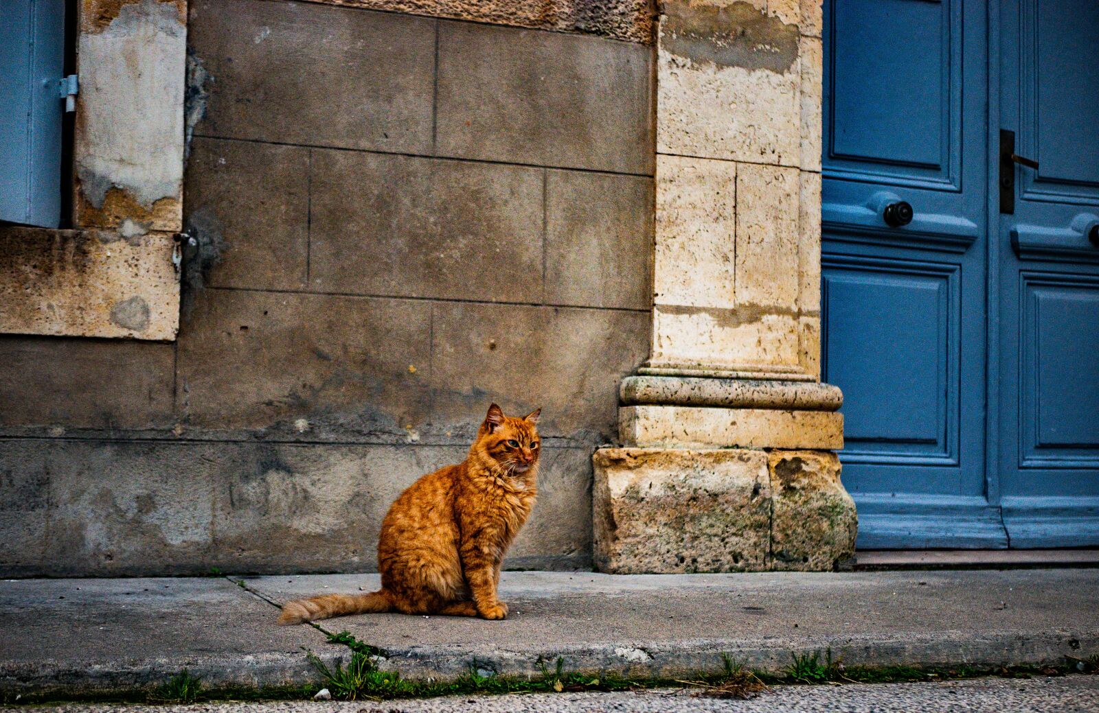 LUMIX G 25/F1.7 sample photo. Cat, street, pierre photography