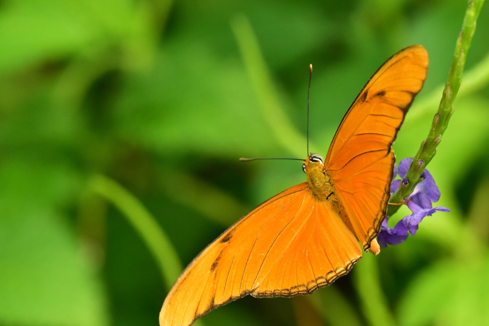 Nikon D5500 sample photo. Butterfly, orange, green background photography