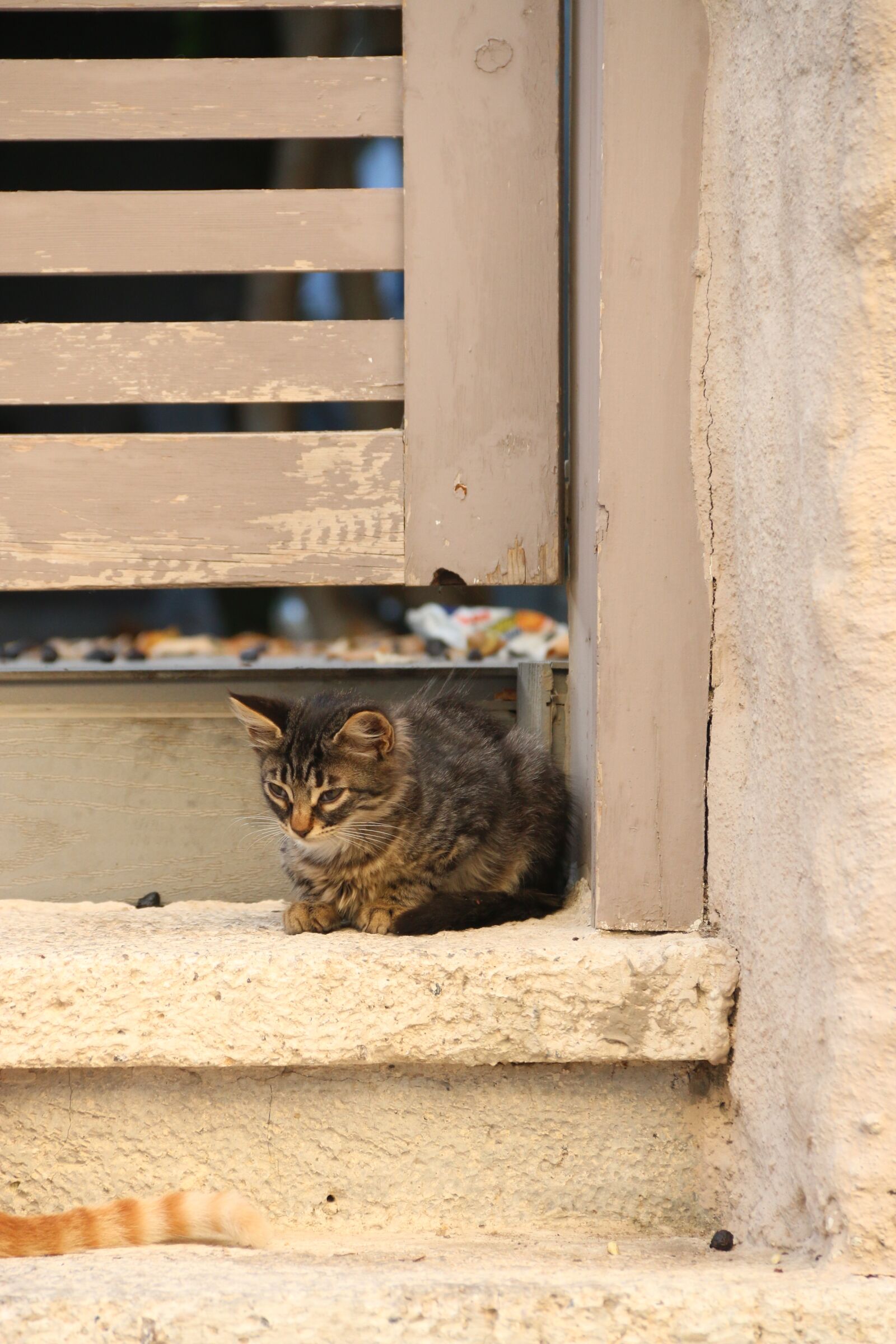 Canon EF-S 18-135mm F3.5-5.6 IS sample photo. Cat, animal, animal portrait photography