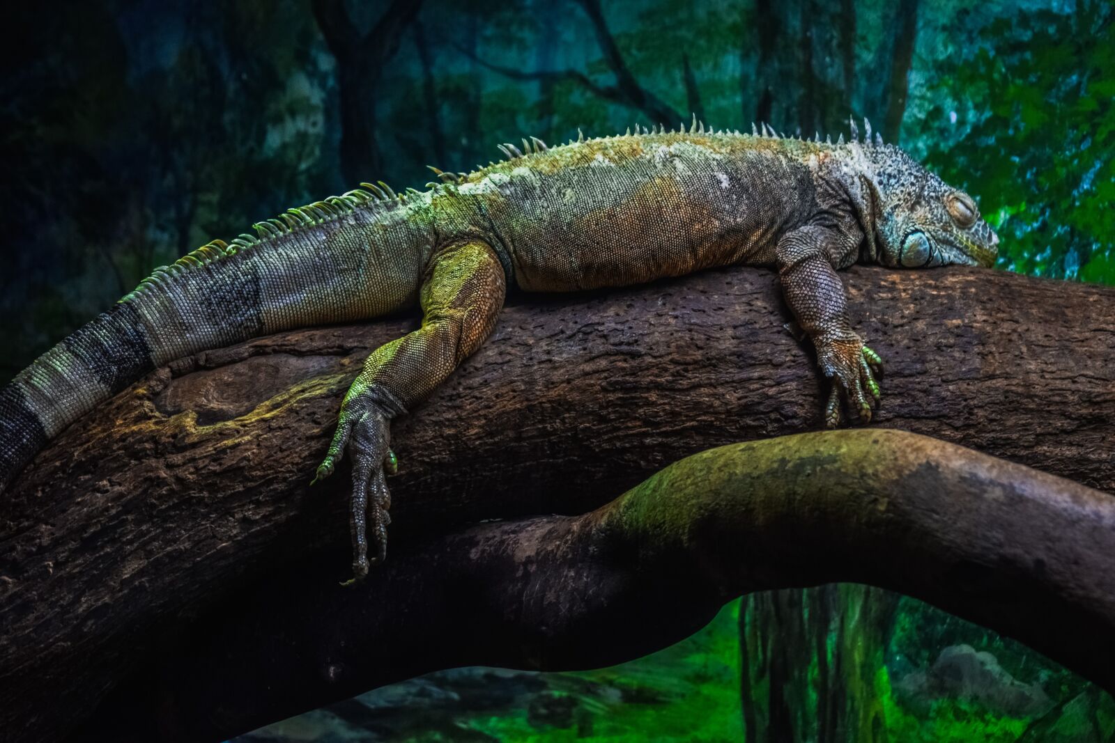 Nikon D3300 sample photo. Green iguana, iguana iguana photography