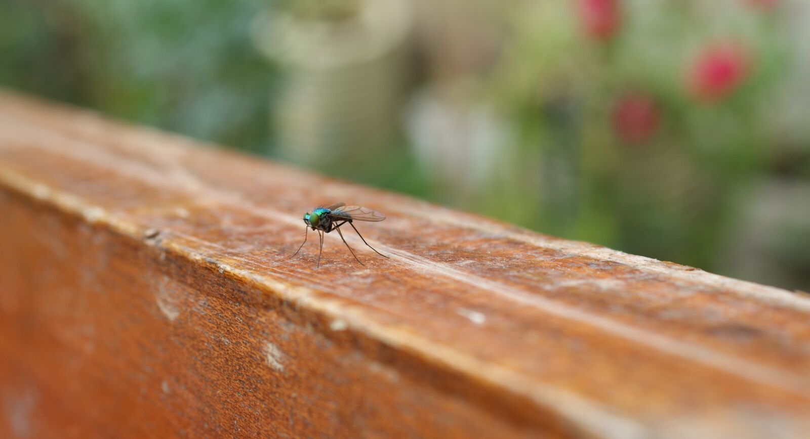 Sony Alpha DSLR-A390 sample photo. Nature, insects, fly photography