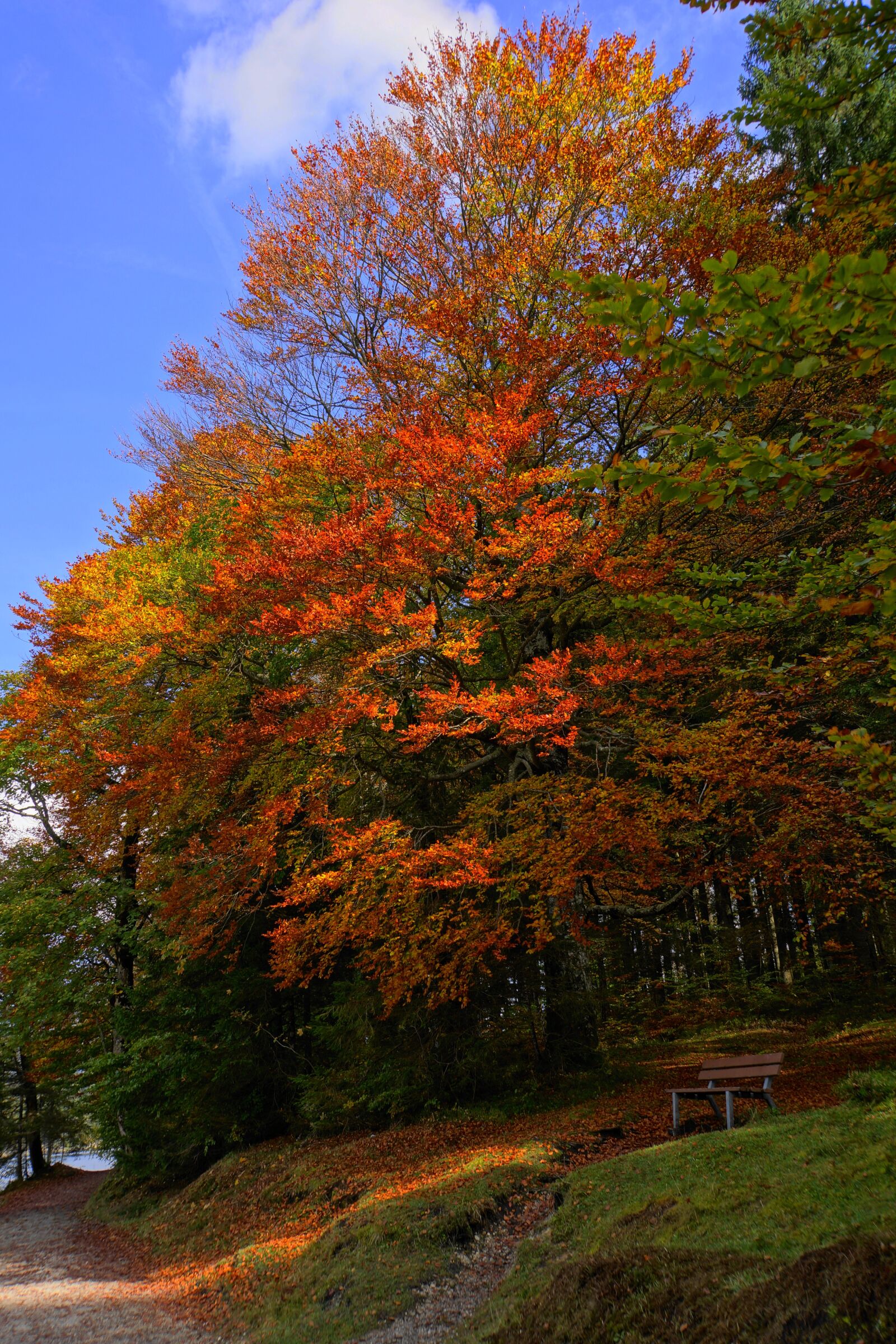 Sony Alpha NEX-7 + Sony E 18-200mm F3.5-6.3 OSS LE sample photo. Autumn mood, tree, golden photography