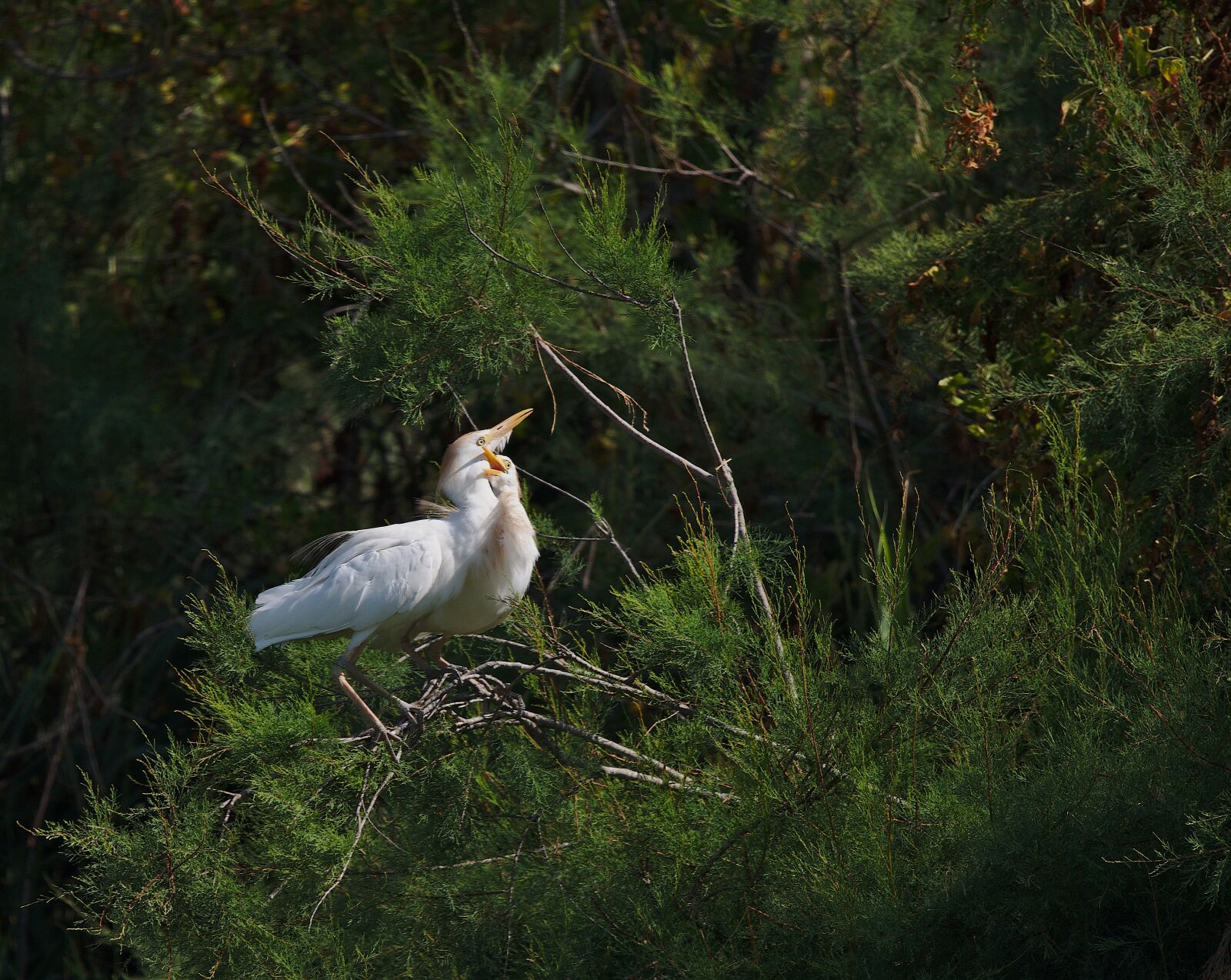 Nikon D750 sample photo. Heron, guard beef, camargue photography