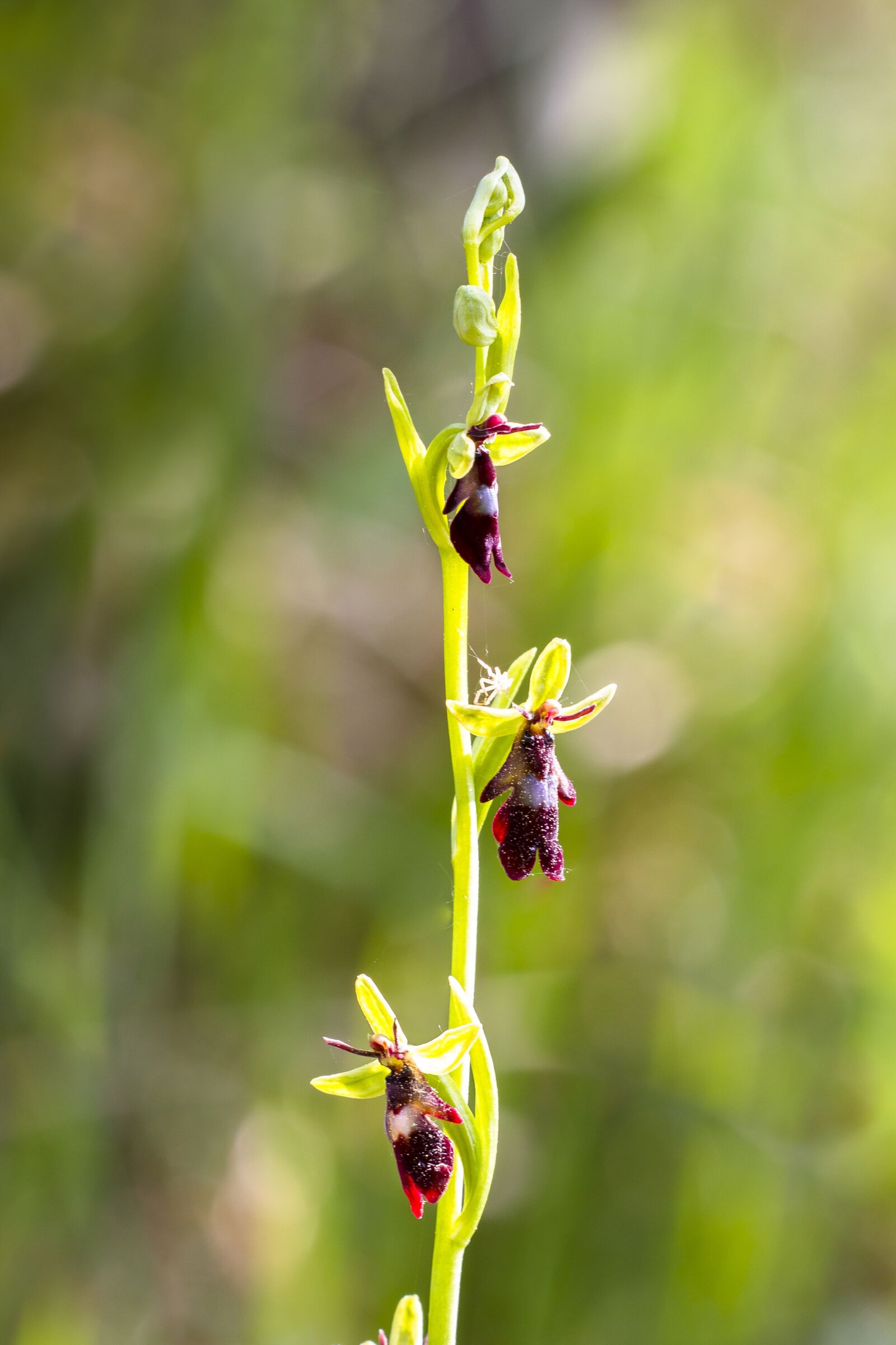 Canon EOS 7D sample photo. Orchid, fly orchid, flower photography