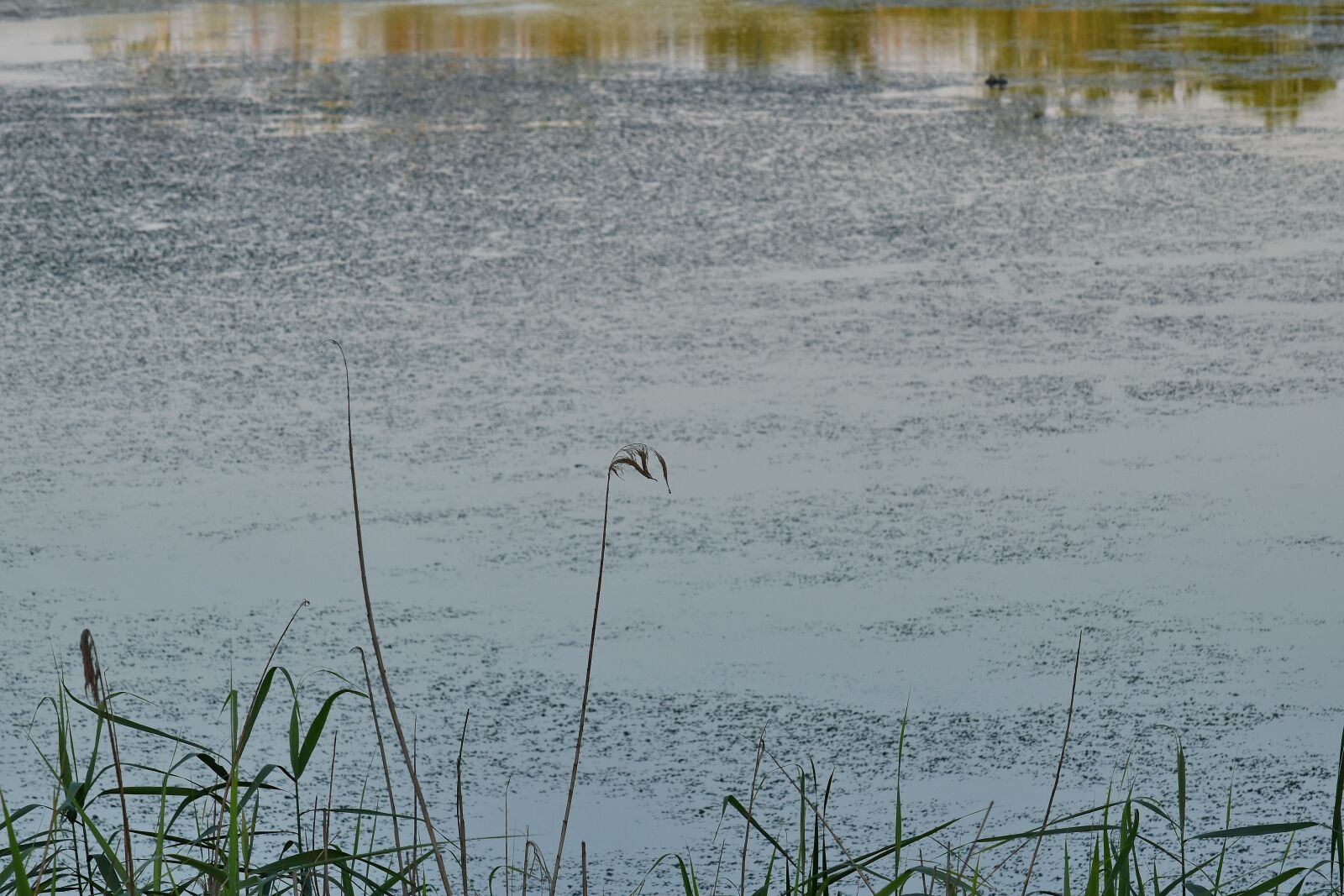 Nikon D5500 sample photo. Marshland, shadow, willow, lake photography