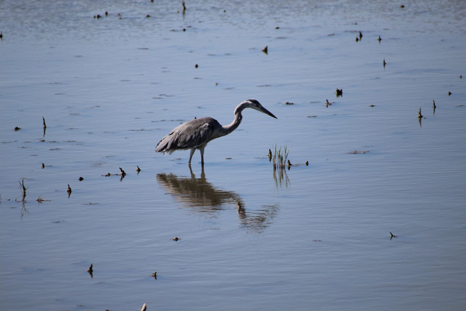 Canon EOS 1200D (EOS Rebel T5 / EOS Kiss X70 / EOS Hi) sample photo. Heron, ornithology, pond photography