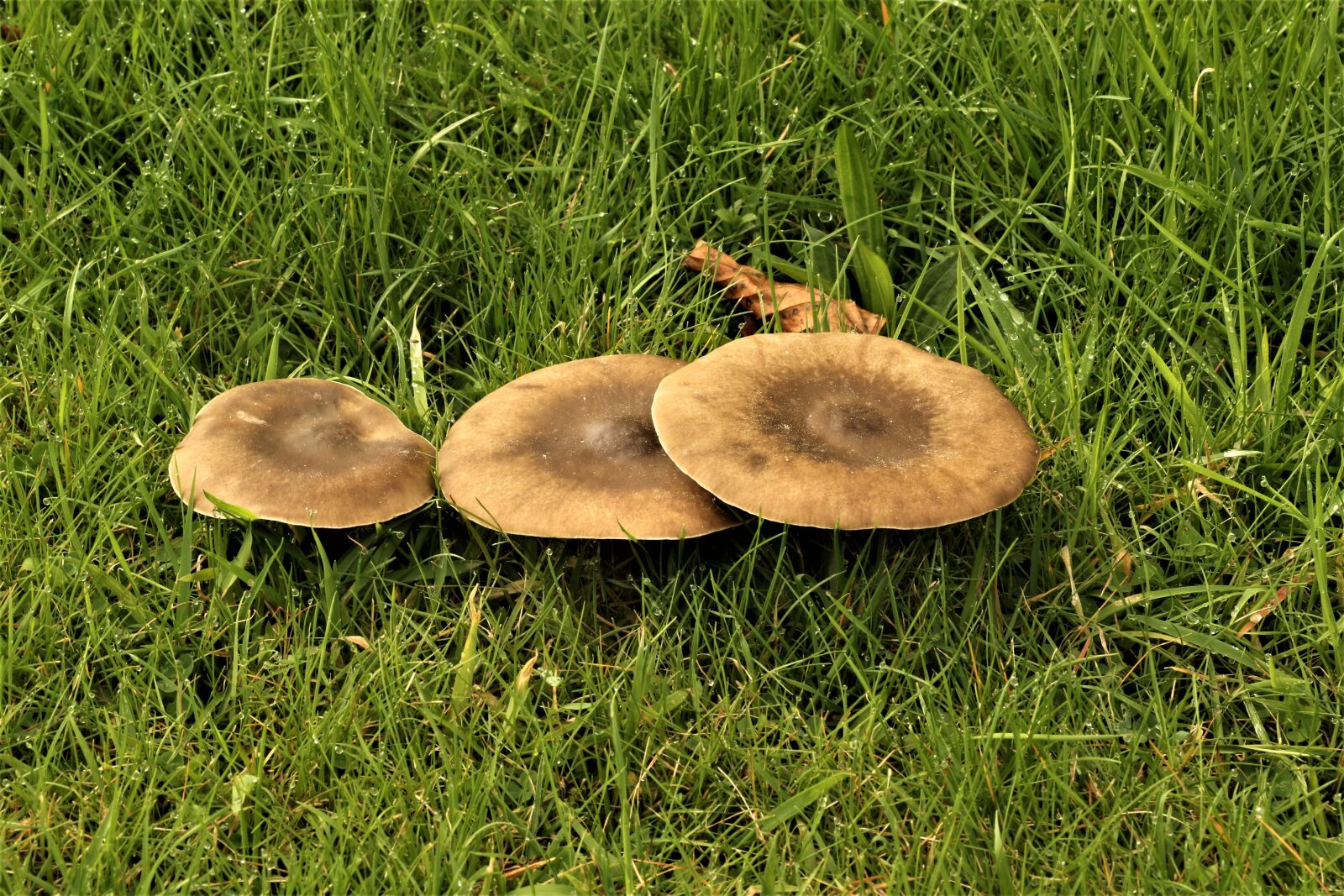 Canon EOS 7D Mark II + Canon EF-S 18-135mm F3.5-5.6 IS STM sample photo. Mushrooms, fungus, nature photography