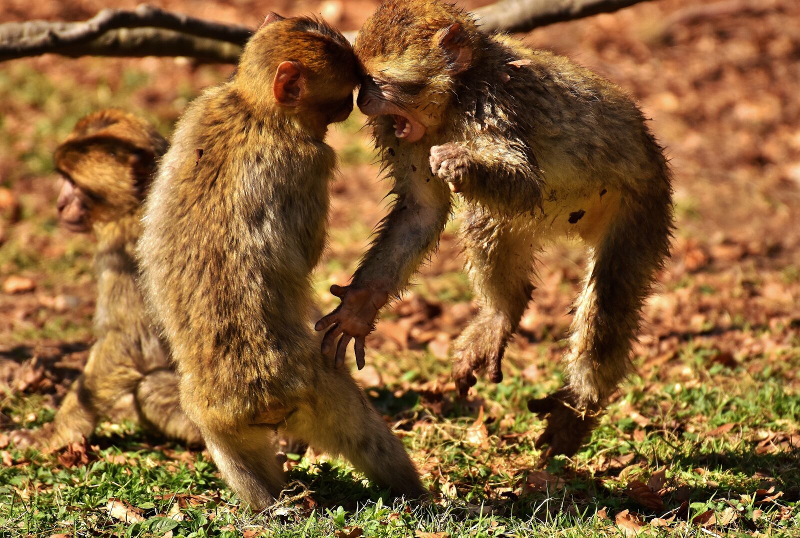 Nikon D7200 sample photo. Berber monkeys, play, cute photography