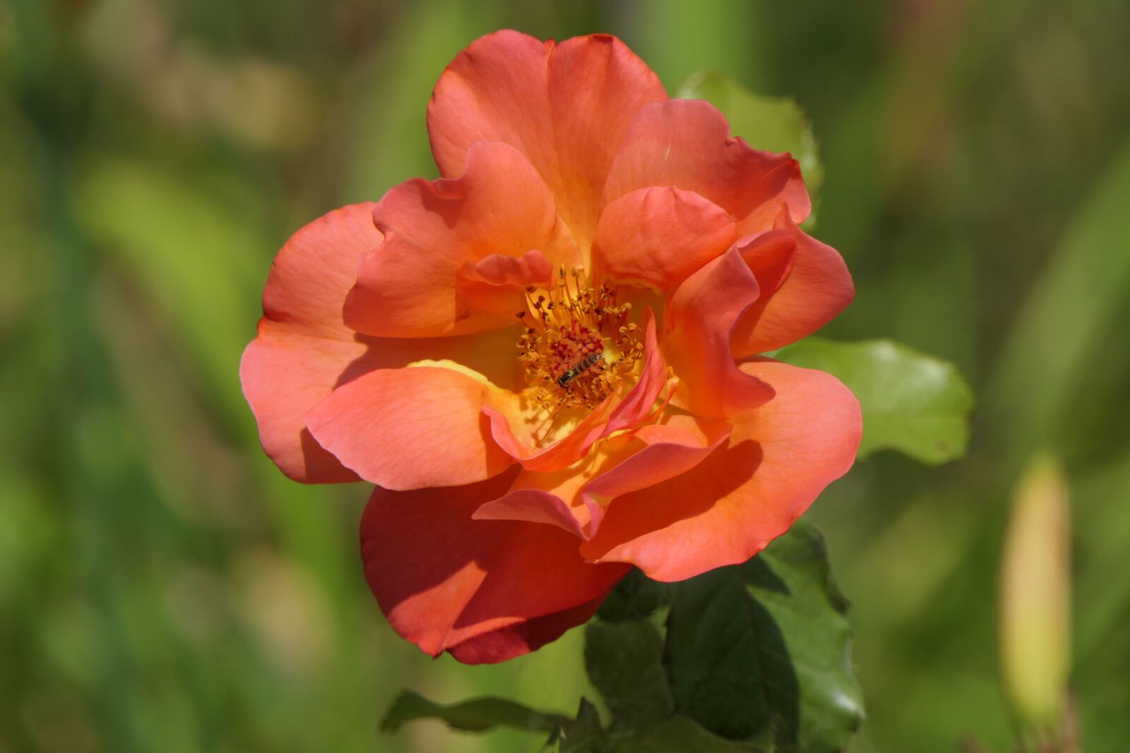 Panasonic Lumix DMC-FZ2500 (Lumix DMC-FZ2000) sample photo. Rose, blossom, bloom photography