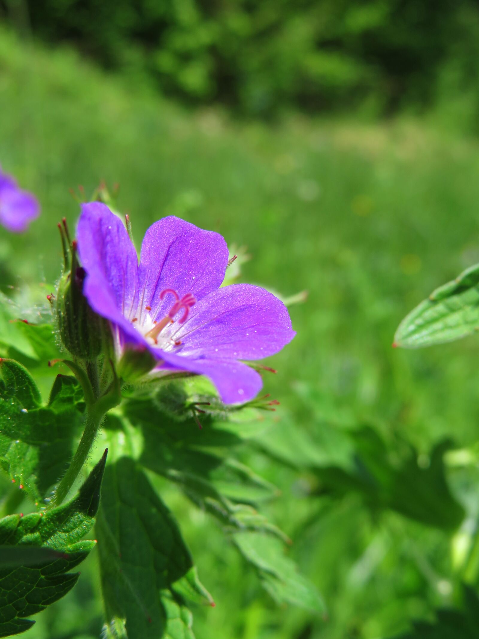 Canon PowerShot SX730 HS sample photo. Wild flower, violet, summer photography