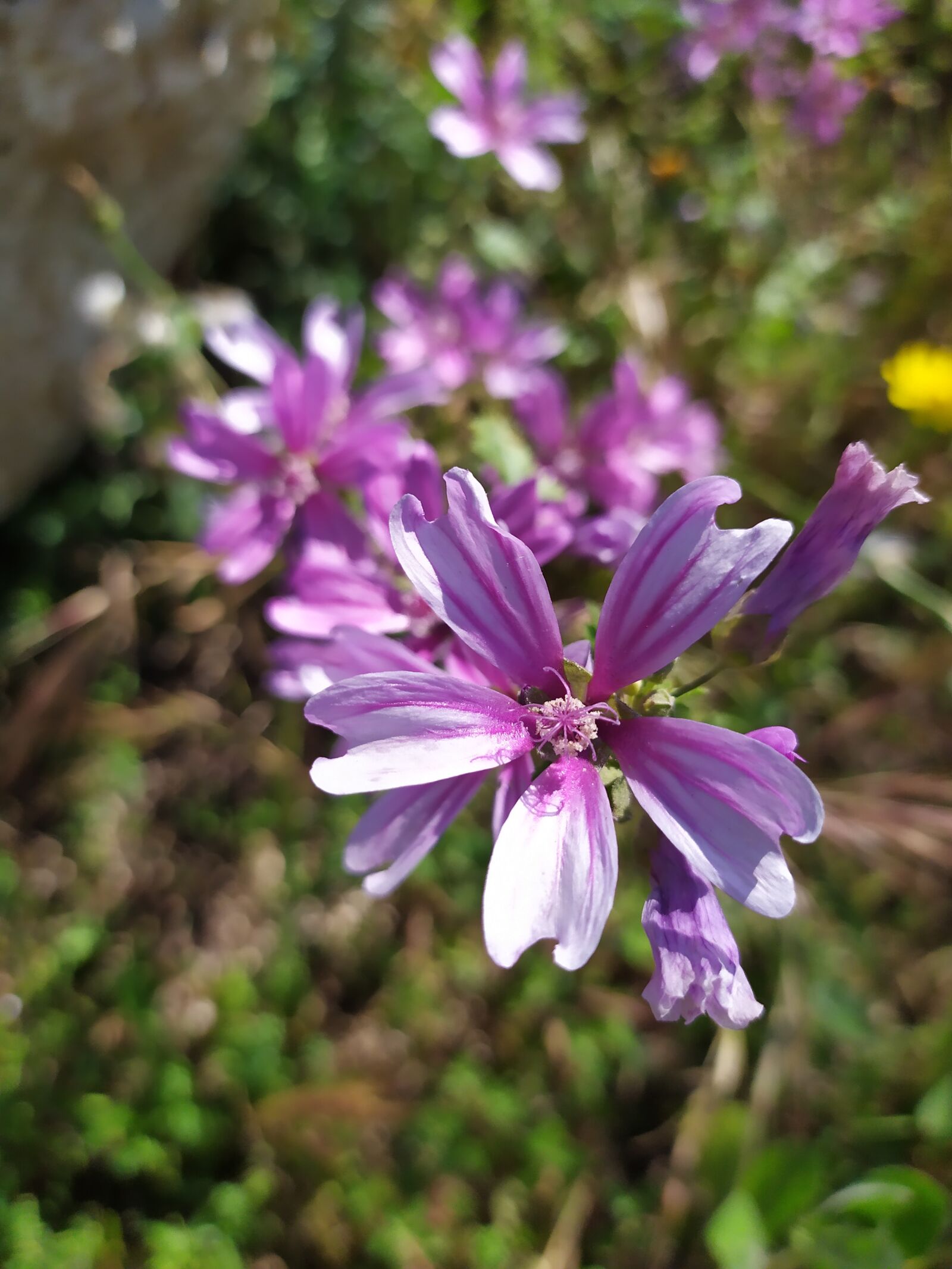 Xiaomi Redmi Note 7 sample photo. Flowers, violet, nature photography