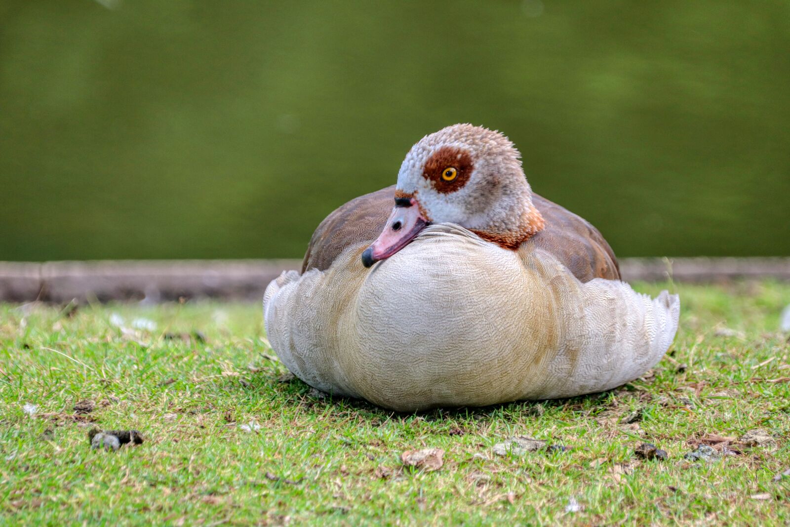 Canon EOS 80D sample photo. Duck, sit, bird photography