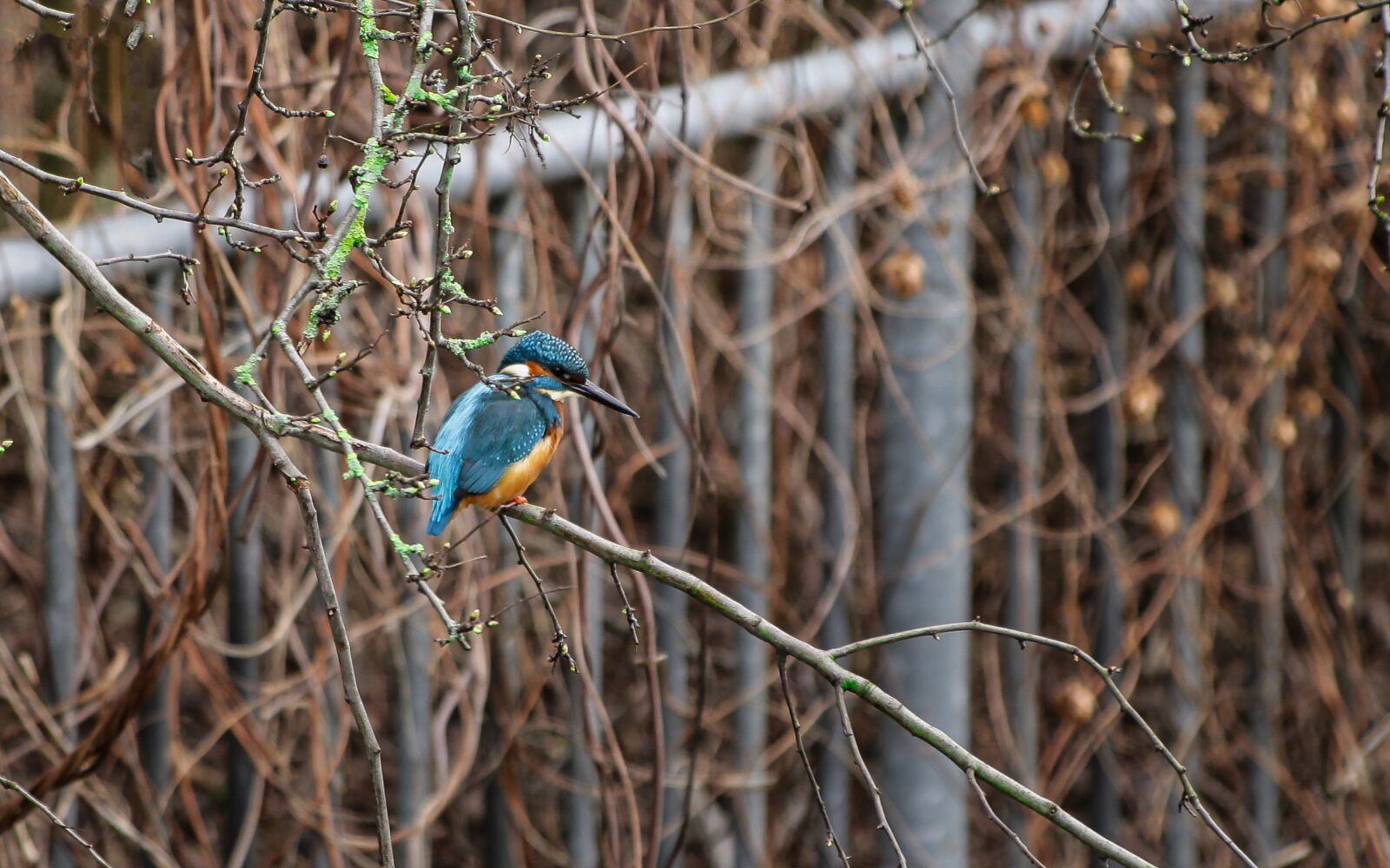 Canon EOS 70D + Canon EF 70-300 F4-5.6 IS II USM sample photo. Kingfisher, river, wild bird photography
