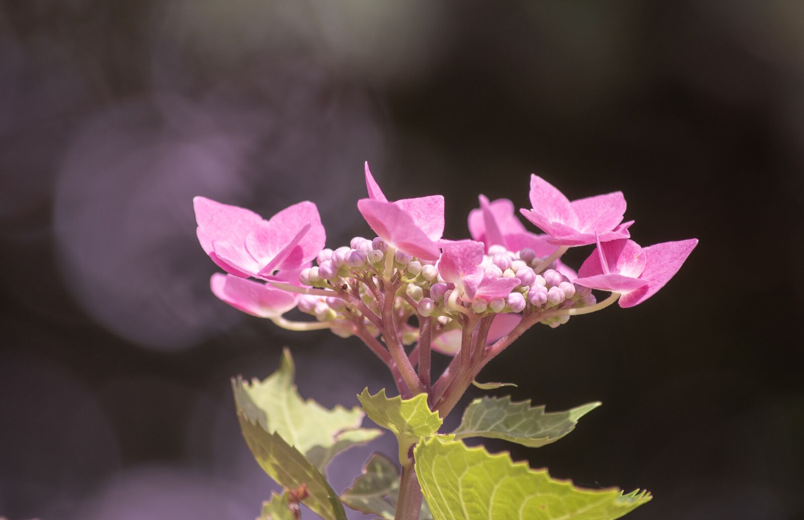 Canon EF 70-300mm F4-5.6 IS USM sample photo. Hydrangea, flower, ornamental plant photography