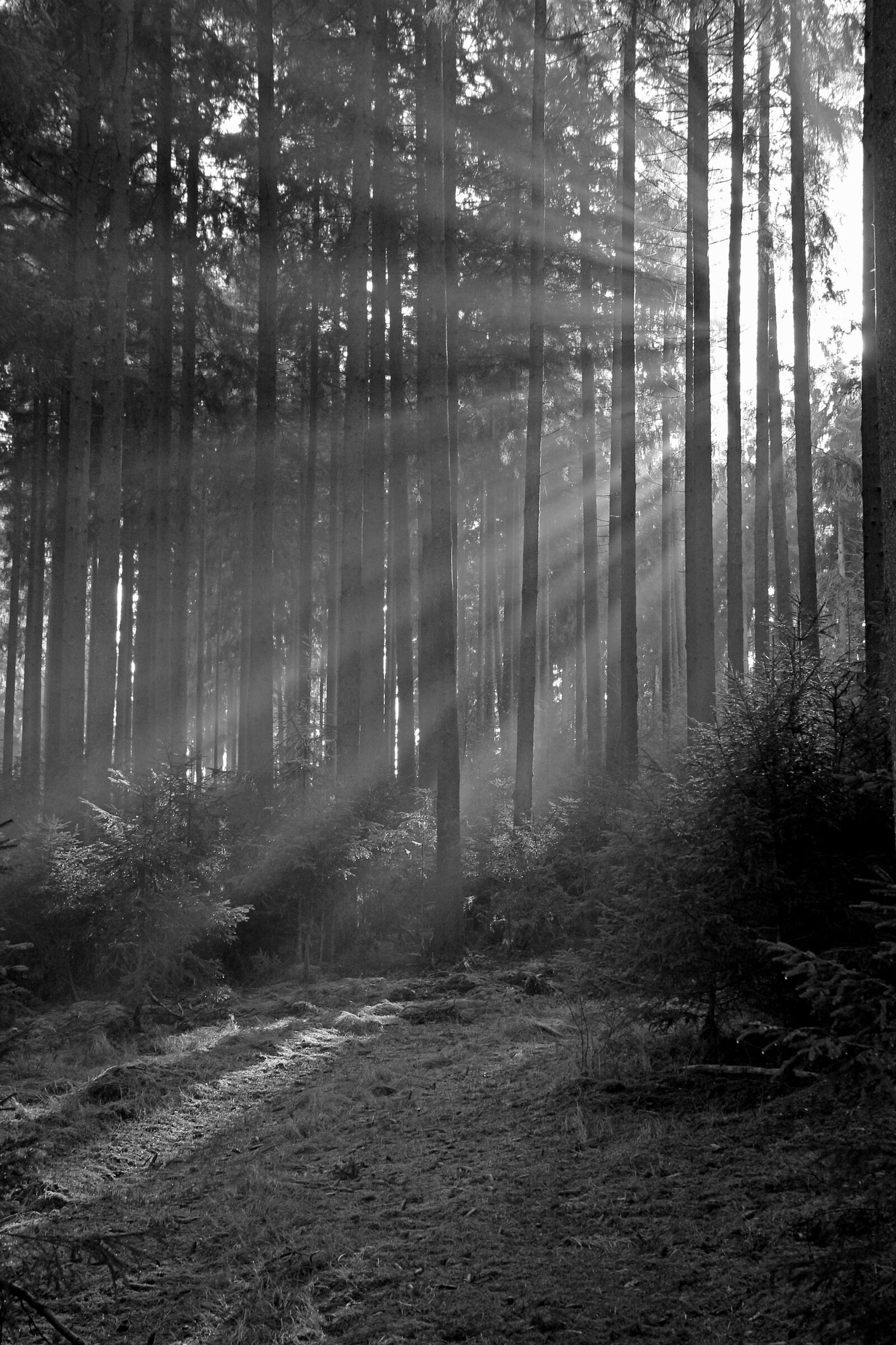 Canon EOS 60D sample photo. Forest, sunbeam, trees photography