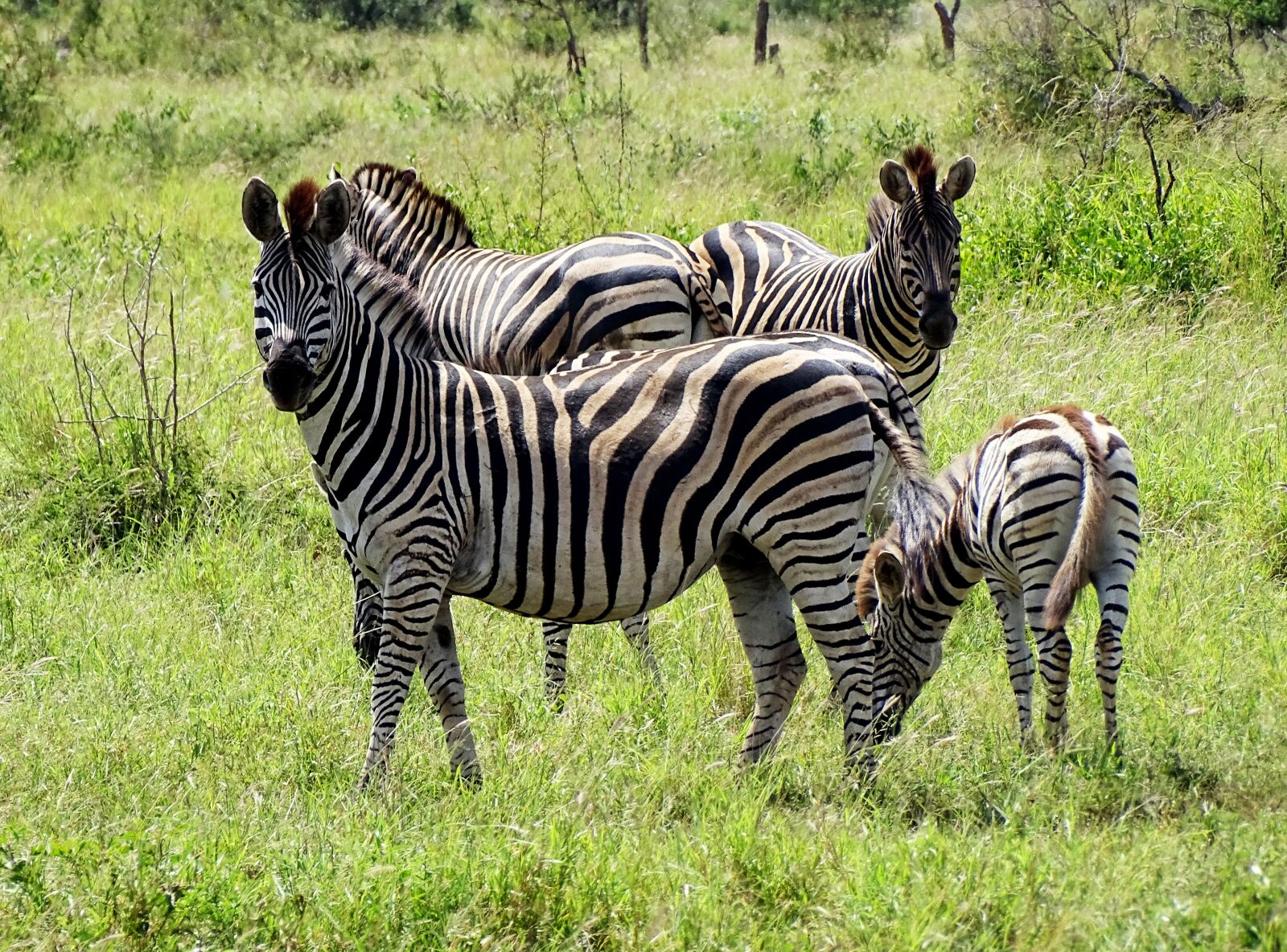 Sony Cyber-shot DSC-HX400V sample photo. Zebra, safari, africa photography