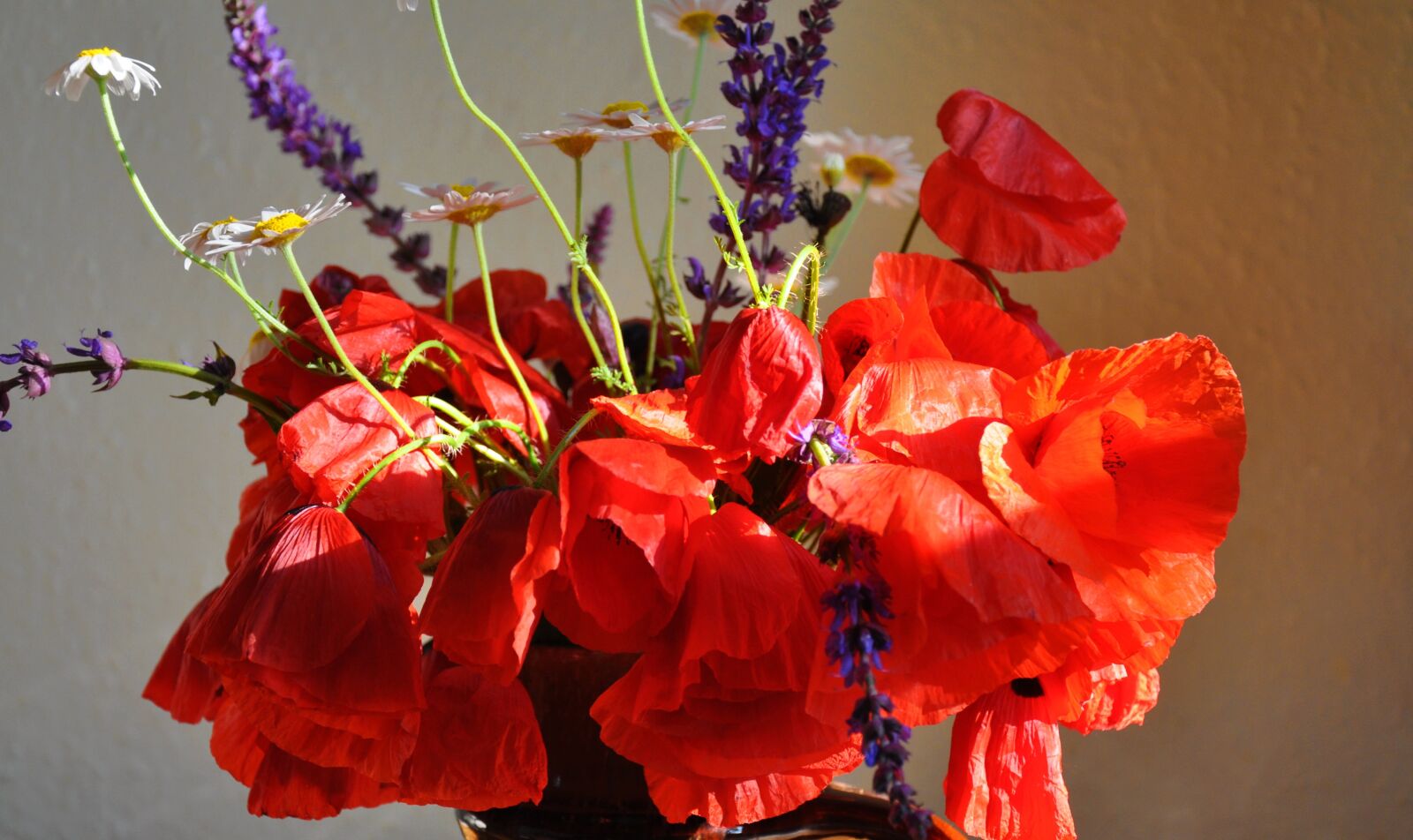 Nikon D90 sample photo. Spring, nature, poppy photography
