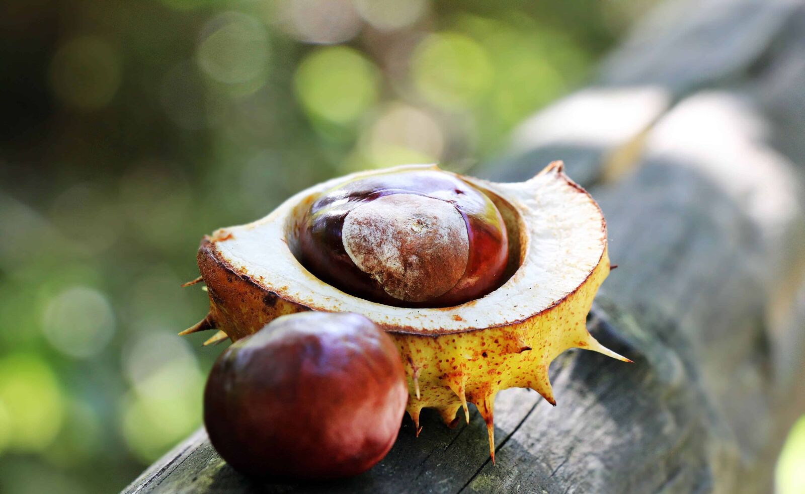 Canon EOS 550D (EOS Rebel T2i / EOS Kiss X4) sample photo. Nature, flora, seed, chestnut photography
