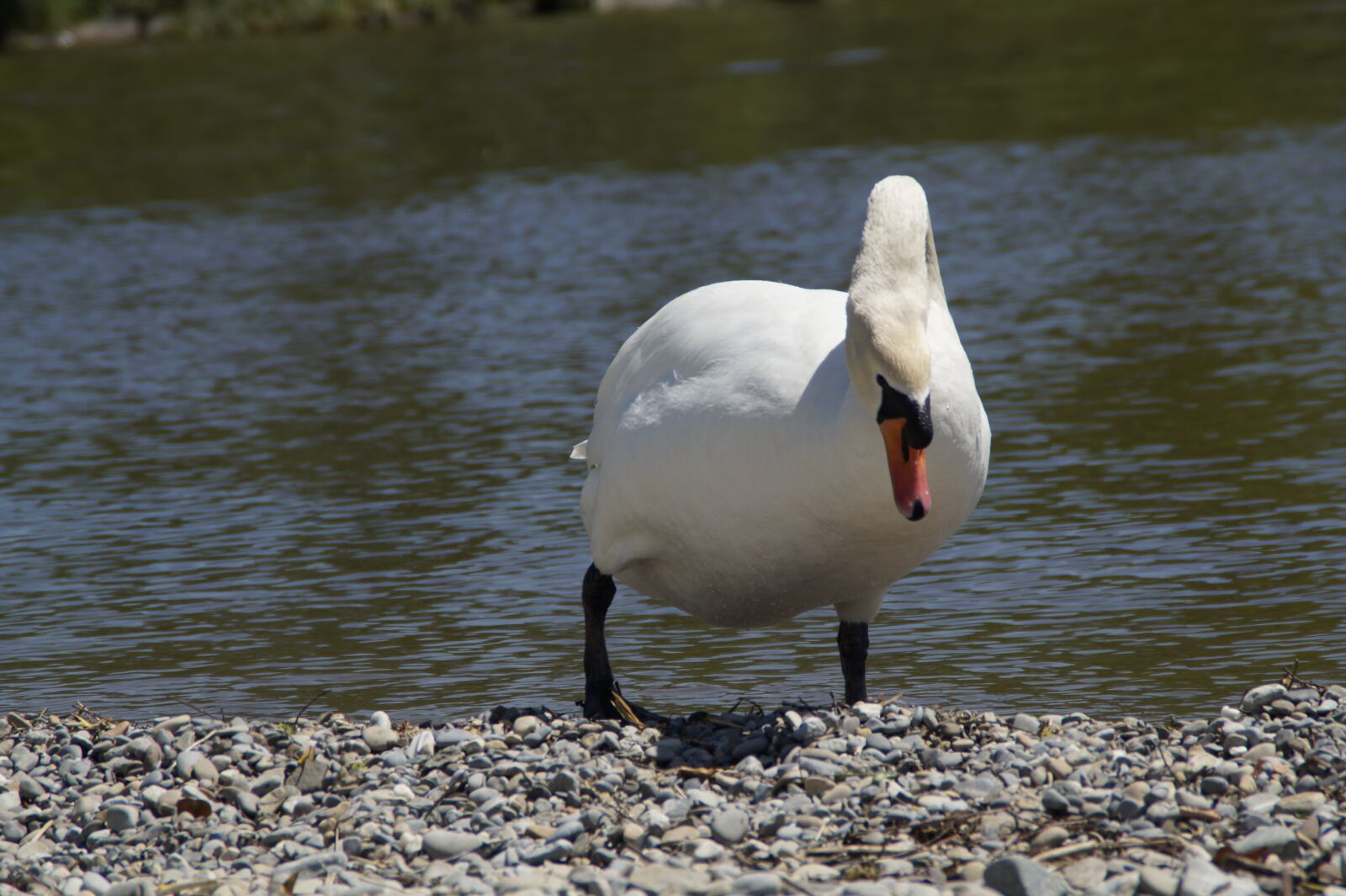 Sony SLT-A58 sample photo. Swan, white, bank photography