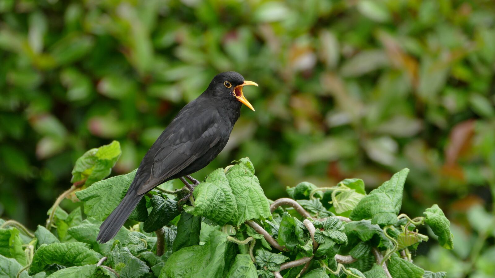 Panasonic Lumix DMC-FZ1000 sample photo. Blackbird, black bird, songbird photography