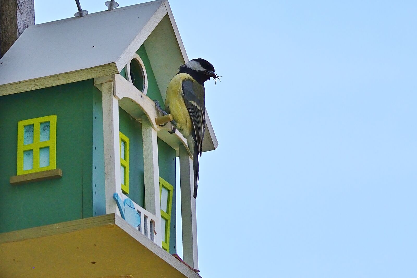 Nikon D5200 sample photo. Garden, nature, aviary photography
