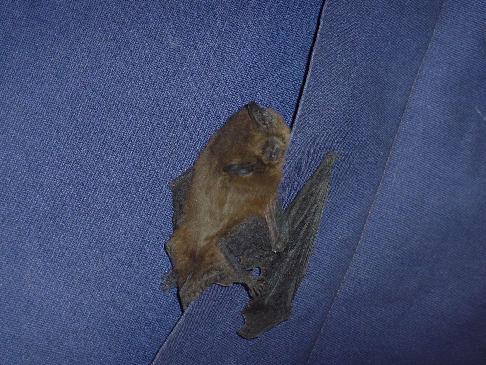 Panasonic DMC-TZ7 sample photo. Bat, animal, night photography