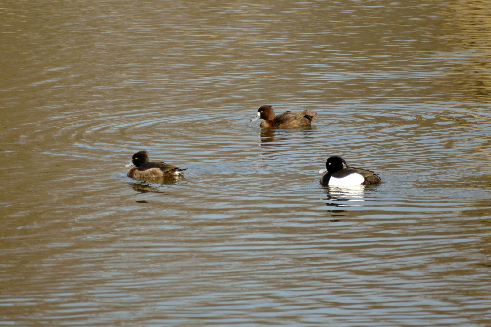 Panasonic Lumix DMC-FZ1000 sample photo. Duck, bird, waterfowl photography