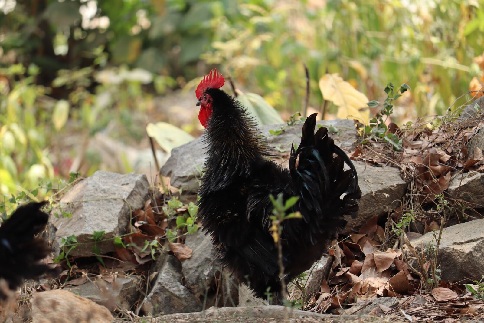 Canon EOS 250D (EOS Rebel SL3 / EOS Kiss X10 / EOS 200D II) sample photo. Hen, kerala, poultry photography