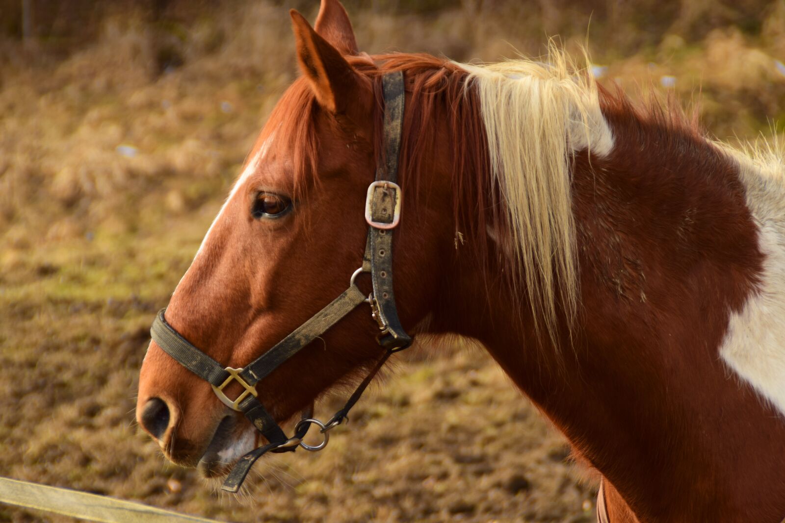 Nikon D5300 sample photo. Horse, brown, horse head photography