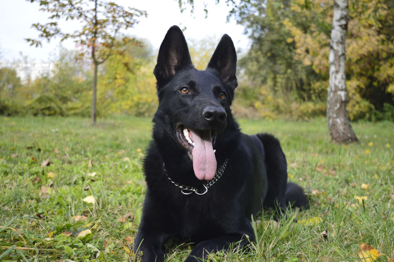 Nikon D3200 sample photo. Dog, the german shepherd photography