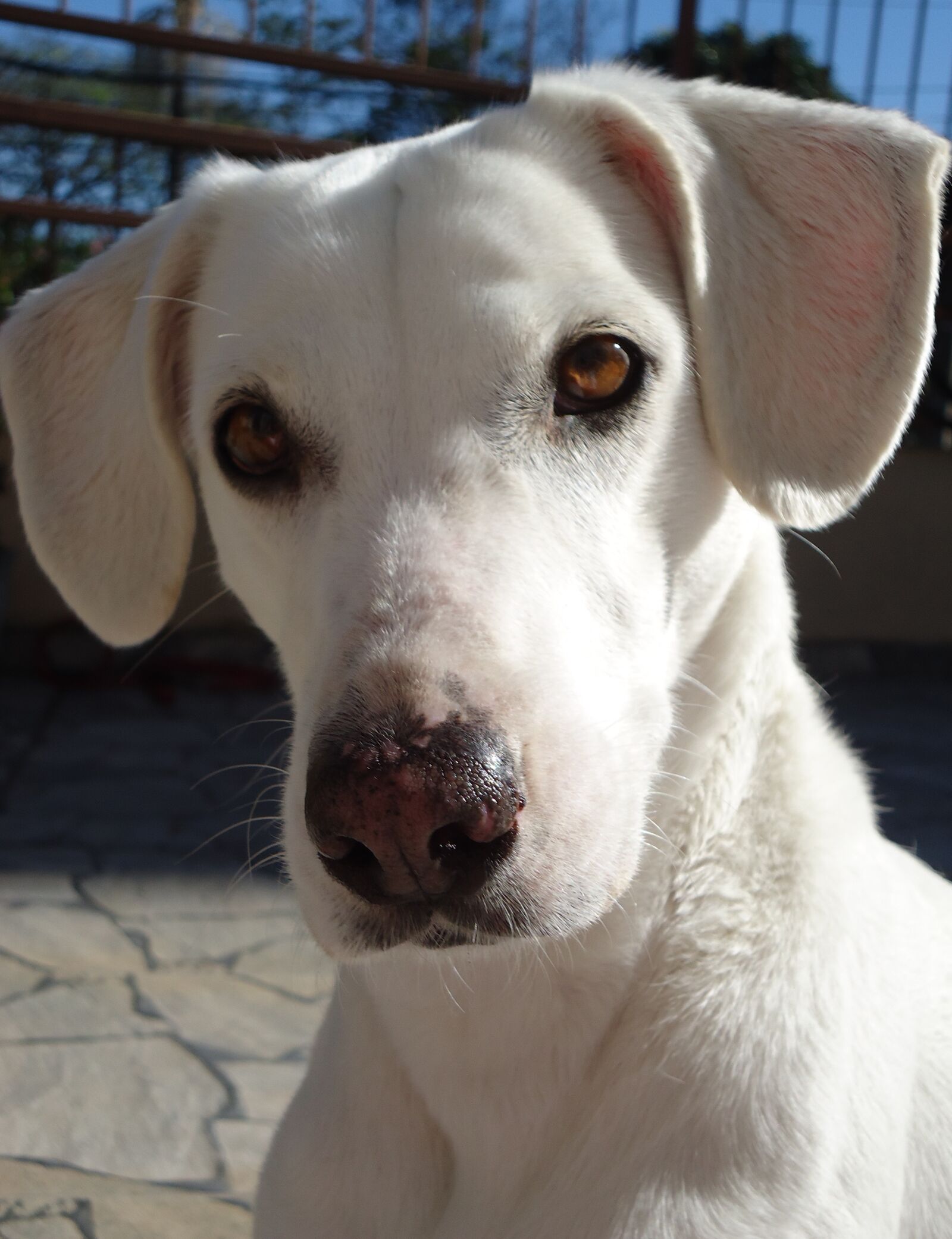 Sony Cyber-shot DSC-W610 sample photo. Dog, animal, domestic animals photography