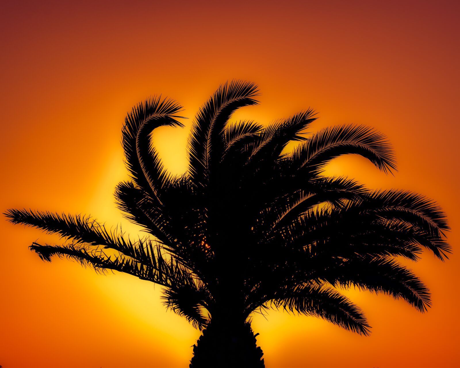 Nikon D3300 sample photo. Palm tree, sunset, sunlight photography