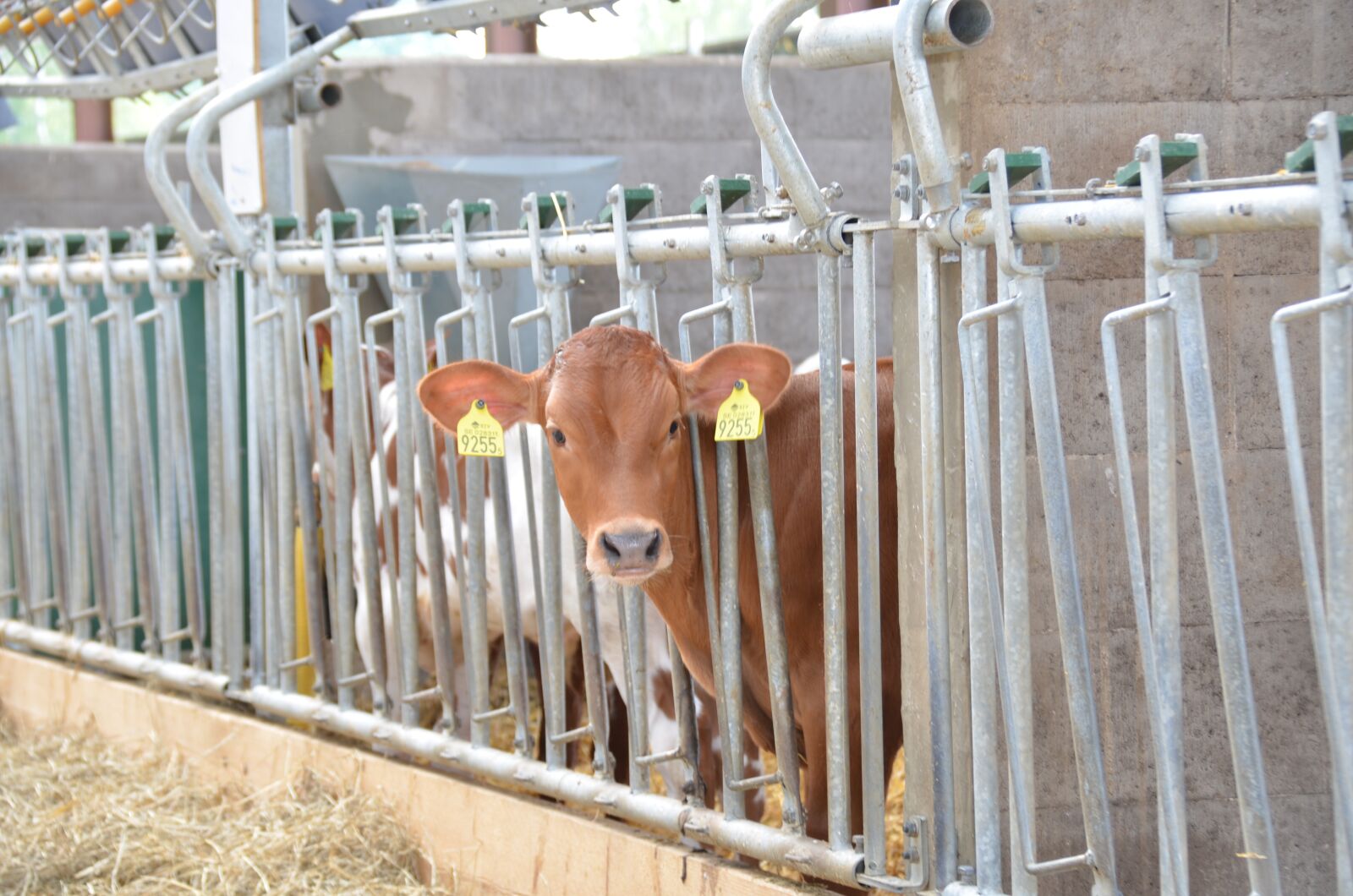 Nikon D5100 sample photo. Calf, stall, milk photography