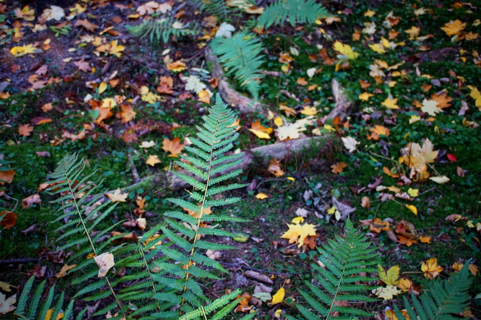 Sony Alpha a5000 (ILCE 5000) sample photo. Forest floor, fern, green photography