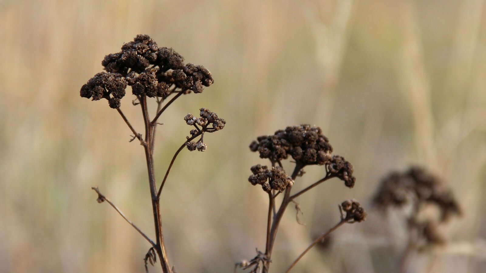 Canon EOS 600D (Rebel EOS T3i / EOS Kiss X5) sample photo. Landscape, plant, dry photography