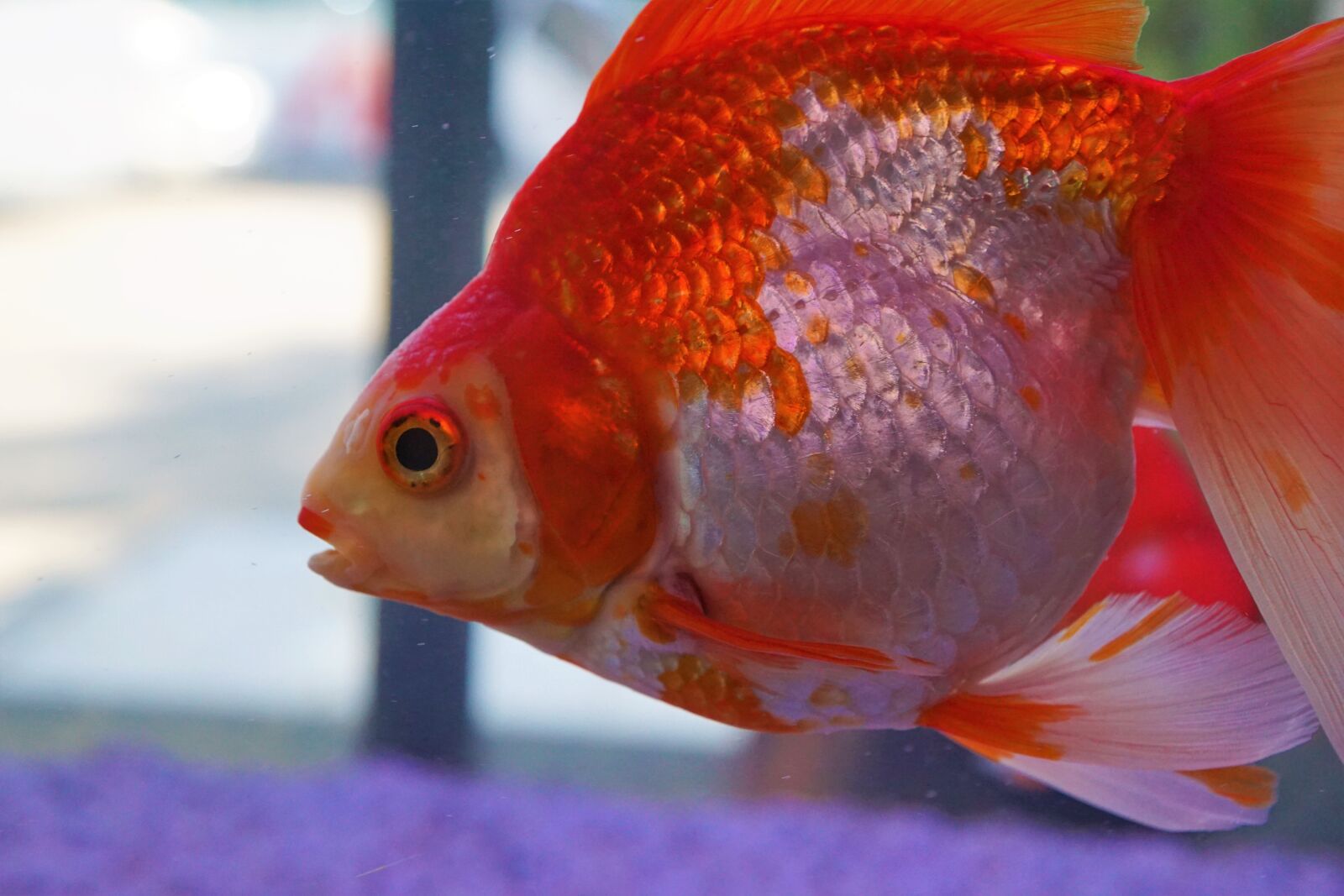 Sony ILCA-77M2 + Sony DT 16-50mm F2.8 SSM sample photo. Fish, aquarium, underwater photography