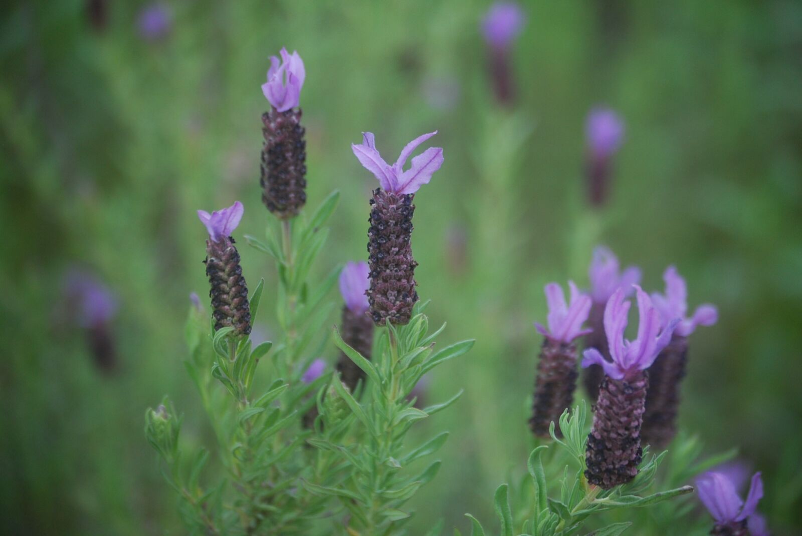 Nikon D60 sample photo. Lavender, lavandula stoechas, huelva photography