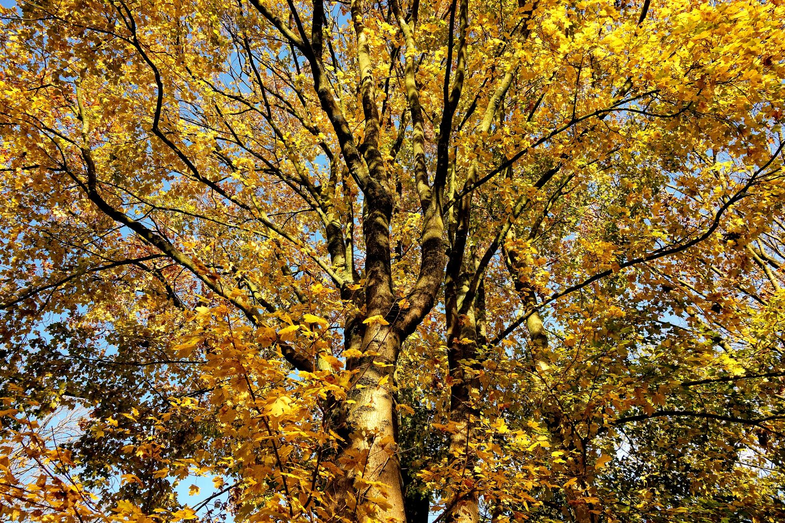 Sony Cyber-shot DSC-RX100 sample photo. Tree, autumn tree, autumn photography