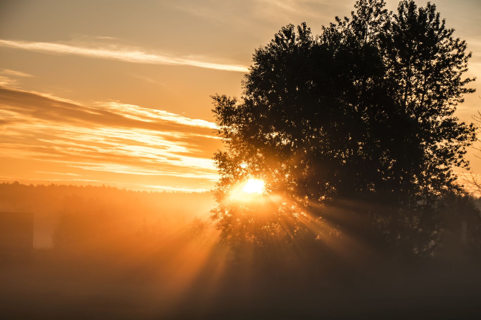 Panasonic Lumix DC-GH5 sample photo. Sun, nature, tree photography