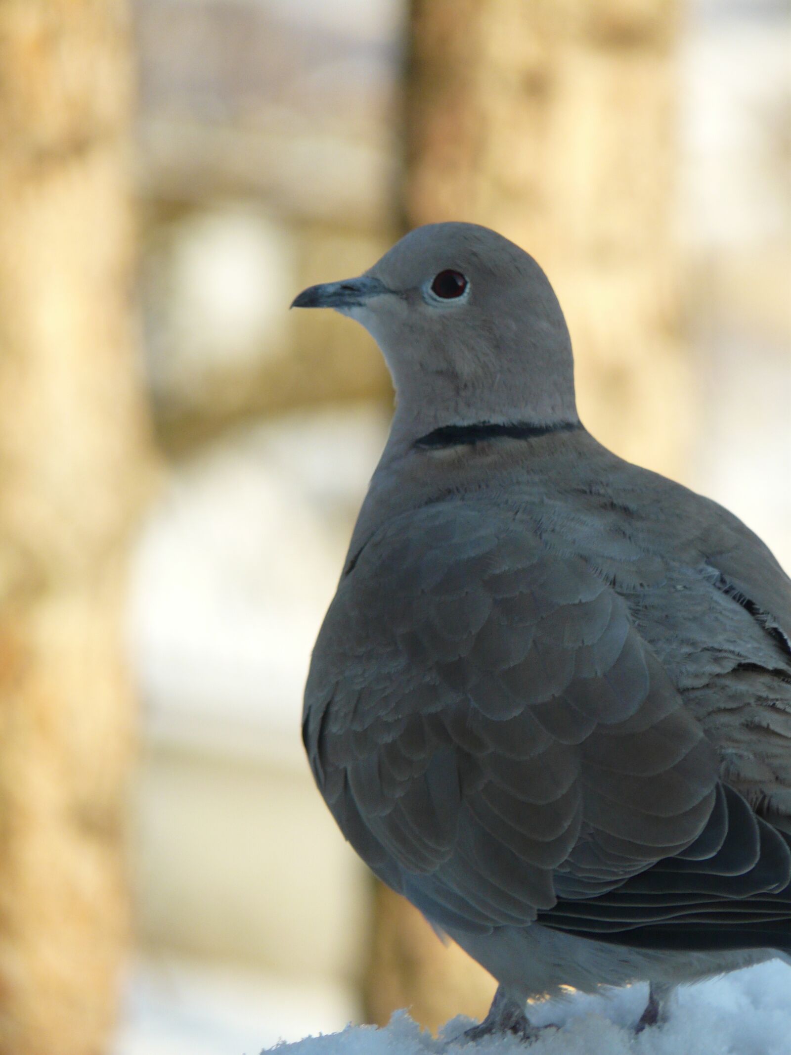 Panasonic DMC-FZ18 sample photo. Dove, bird, peace of photography