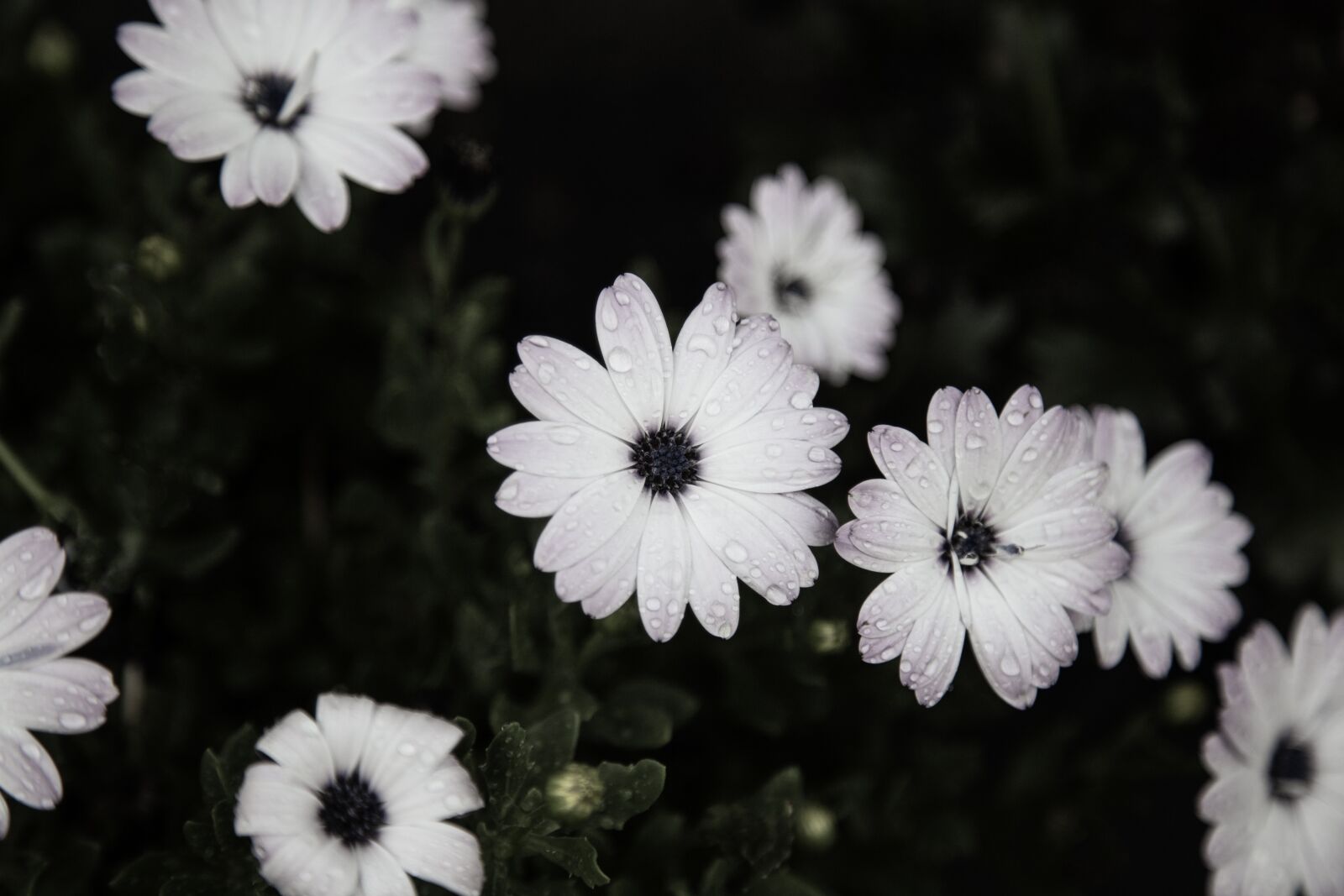 Canon EOS 6D + Canon EF 24-105mm F4L IS USM sample photo. White flower, flower, spring photography