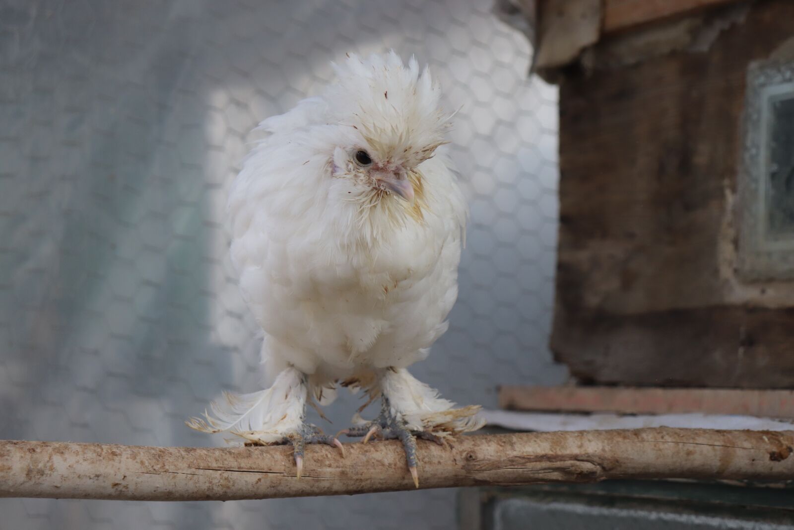 Canon EOS 200D (EOS Rebel SL2 / EOS Kiss X9) sample photo. Ornamental chickens, chicken, siterip photography