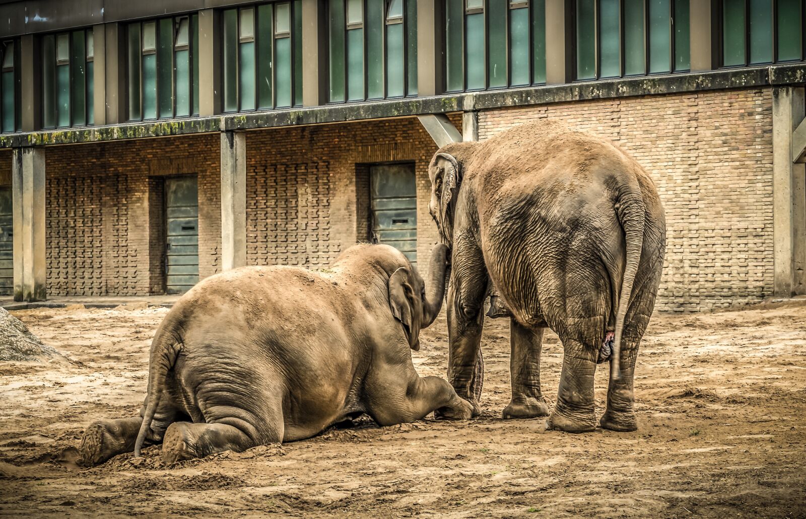 Sony a7 II + Sony FE 28-70mm F3.5-5.6 OSS sample photo. Elephant, mother and child photography
