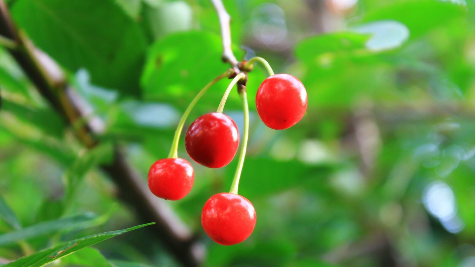 Canon EOS 1100D (EOS Rebel T3 / EOS Kiss X50) sample photo. Cherry, greens, summer photography