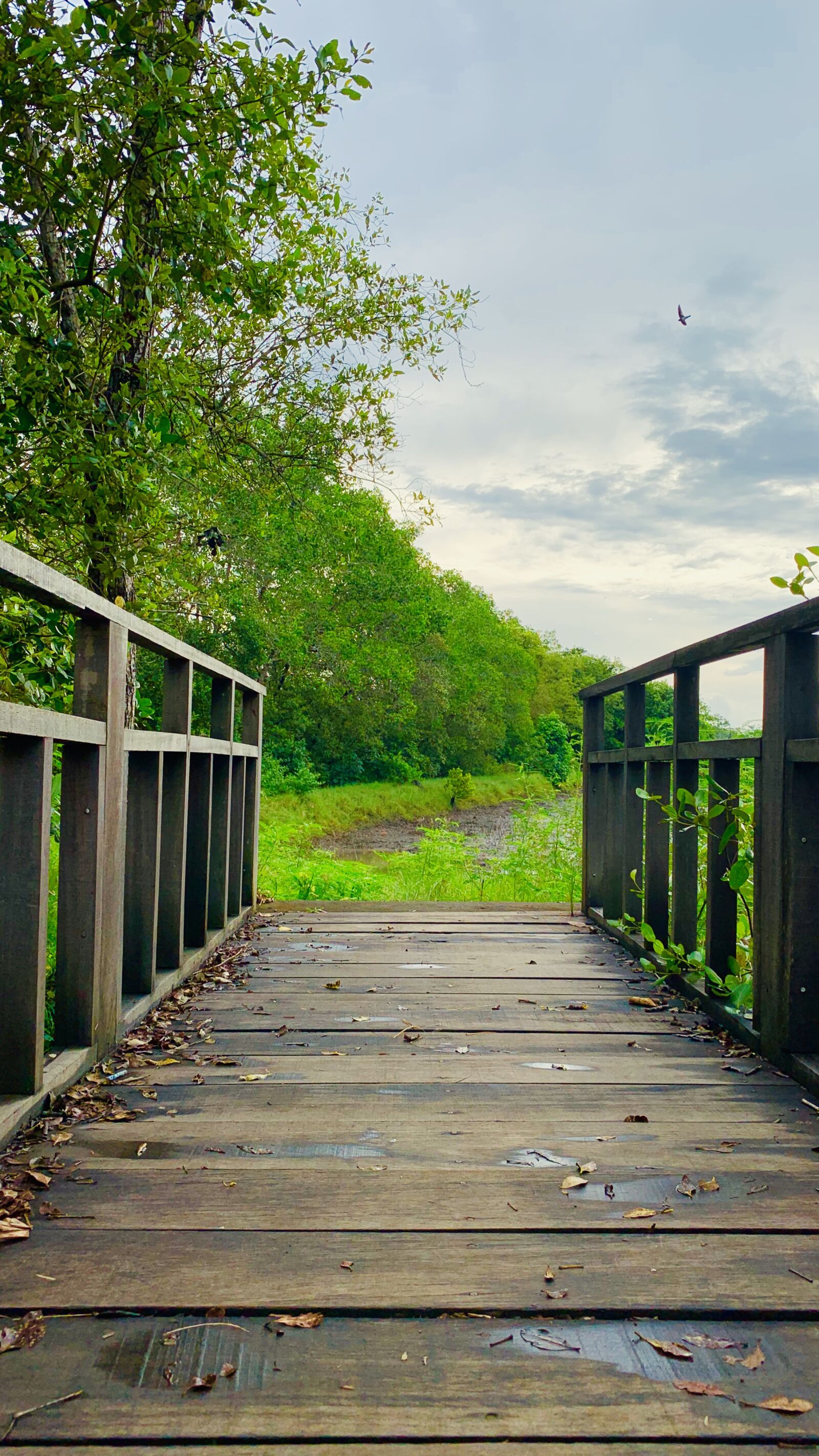 iPhone XR back camera 4.25mm f/1.8 sample photo. Lake, nature, bali photography