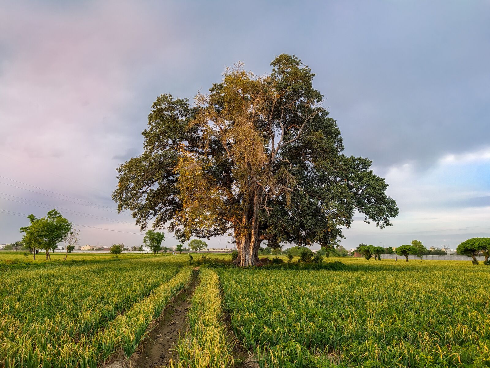 Xiaomi Redmi Note 8 sample photo. Tree, onion field, agriculture photography